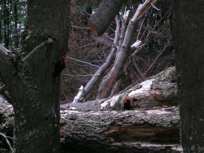 Magellanic woodpeckers