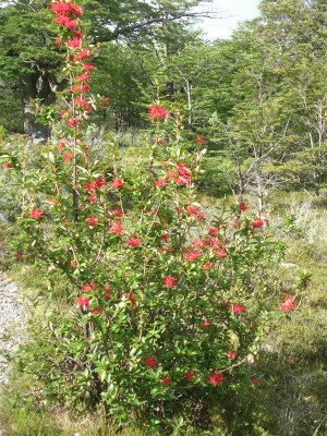 Notro a common flowering bush