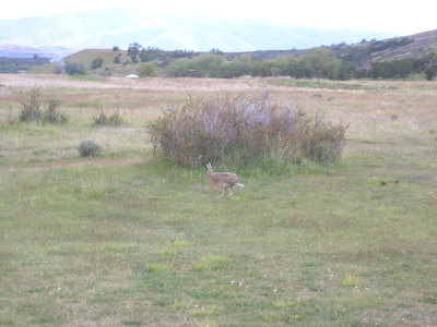 Hare