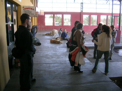 Mellow hounds in El Calafate bus station