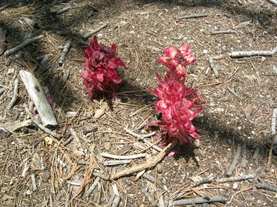 Snow plants in the descent gully