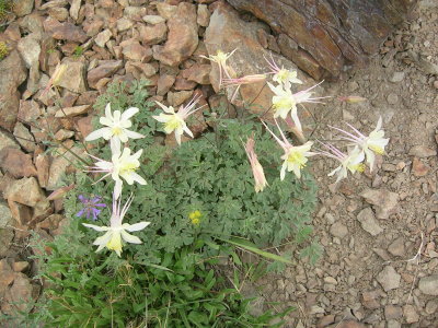 Columbine clump