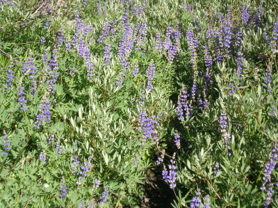 Lupins on the trail