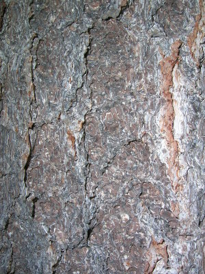 Jeffrey pine bark