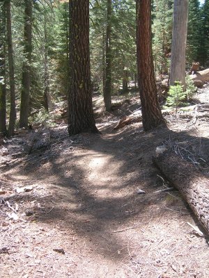 The trail was a delightful cushion of wood chips, pine needles and dirt.