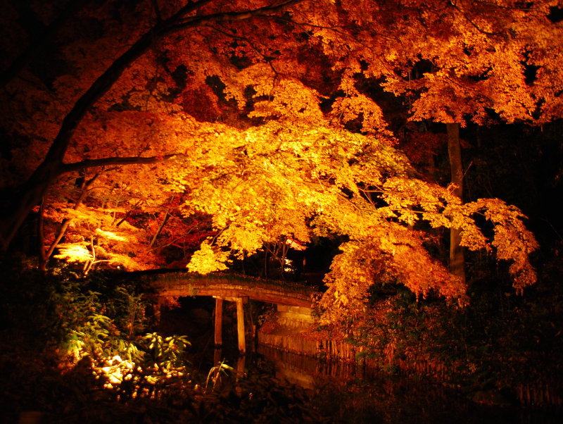 Bridge of Nature