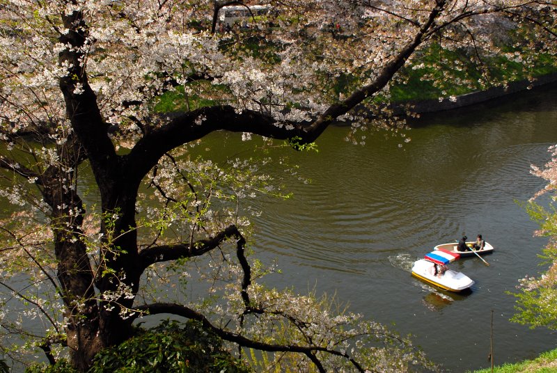 Rowing under the Sakura