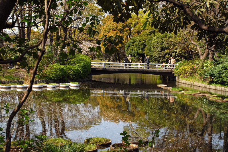 A Japanese spring beauty scene