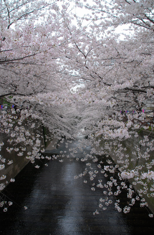  Blooming Cherry Blossoms are at their peak