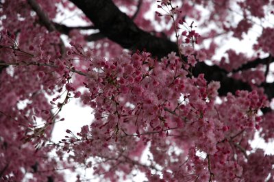 Pink sakura tree