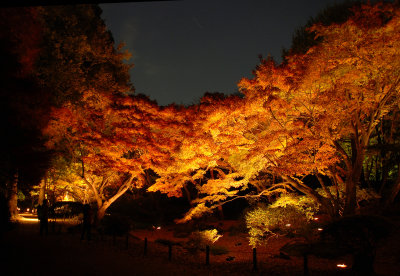 Autumn Night Scene