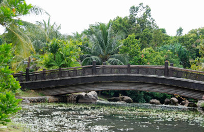 A Bridge in Nature