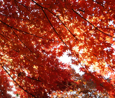 Natural Autumn reds