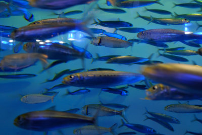 Japanese Sardines