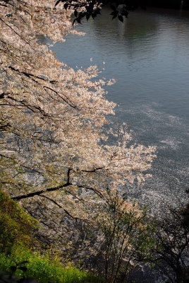 The sakura patels are saying goodbye to the river