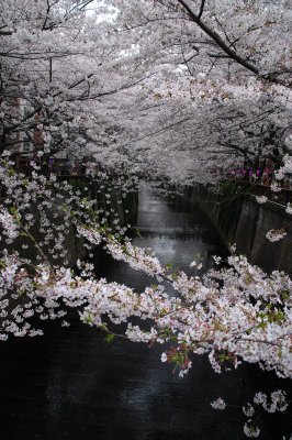 Sakura Trees on Meguro River