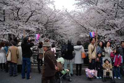 Japanese people since early morning watching the Sakura trees