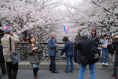 Posing for photos with Sakura is one of of the main features of celebrations