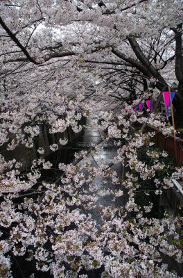 Sakura trees have its beauty