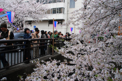 Sakura watchers and admirers