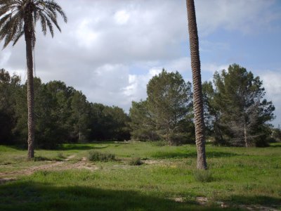 LM landscape2.JPG