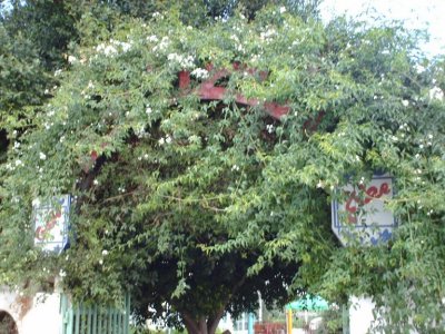 LM landscape3.JPG