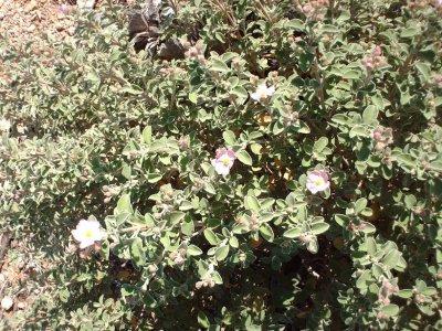 Al Khoms 49.JPG