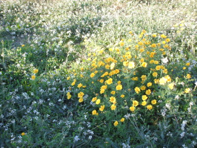Al Khoms 85.JPG