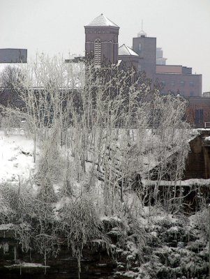 tree frozen with mist...