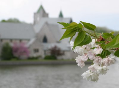 blossoms again...