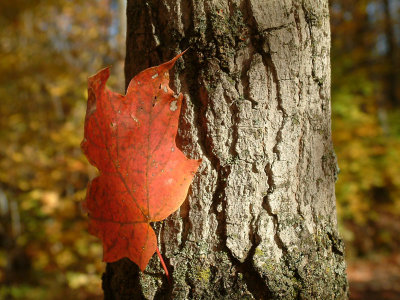 Solo d'automne.jpg