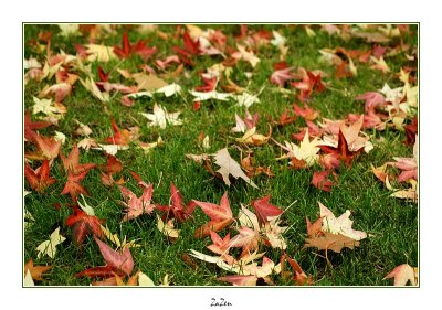 liquidambar au sol