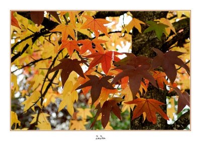 couleurs du liquidambar