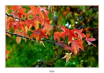 couleurs du liquidambar 2