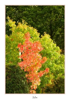 couleurs du liquidambar 3