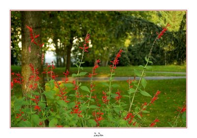 le parc du Raincy 04