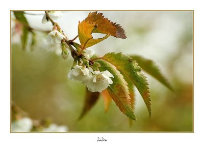 cerisier de novembre