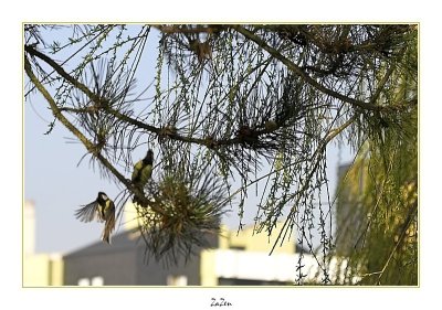 faune au bord du lac, des msanges