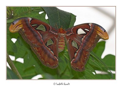 L'Atlas Attacus Atlas un des plus grands papillons existants