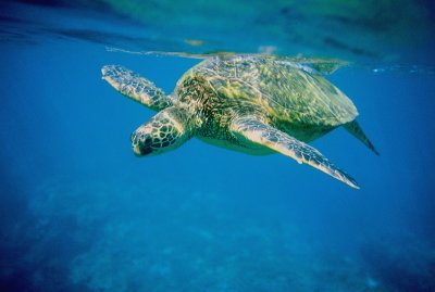 Green Sea Turtle - Honolua Bay