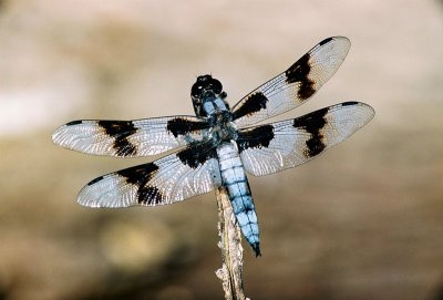  Odonata: Dragonflies and Damselflies