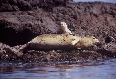 Seal Pup and Mother