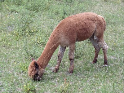 Alpaca