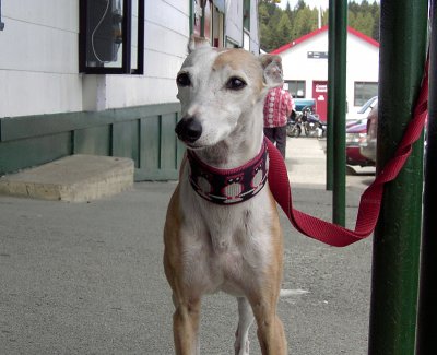 I said Whippet ...Whippet Good!