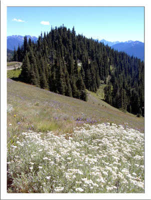 View On the Way up Hurricane Hill