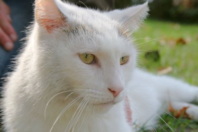 White Cat