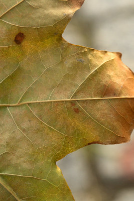 Texture-of-leaf.jpg