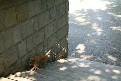 Dog with ball