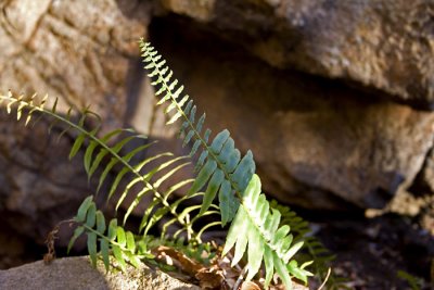 Ferns in shadow and light