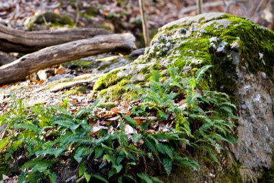 Ferns & moss on rock